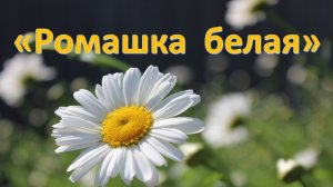 "Ромашка белая"
