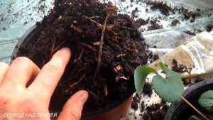 КЛУБНИКА ?.РАЗМНОЖЕНИЕ КЛУБНИКИ НА ПОДОКОННИКЕ/ПЕРЕСАДКА КЛУБНИКИ.