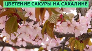 На юге Сахалина зацвела вишня Саржента, более известная, как сакура