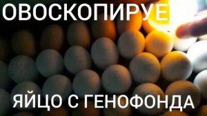 ОВОСКОПИРУЕМ ЯЙЦО С ГЕНОФОНДА.КУРЫ ЗАГОРСКАЯ ЛОСОСЕВАЯ,В-33 МИНИ ЛЕГОРН,ПЕРВОМАЙСКАЯ.