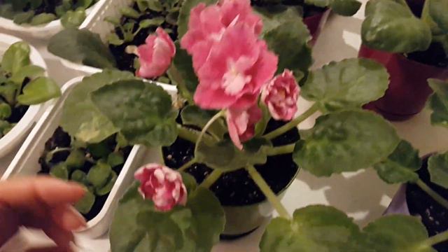 Видеоотчёт моих цветов (продолжение) / уландысы смотреть онлайн