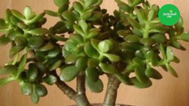 Многие держат дома денежное дерево Но не догадываются какую пользу оно может нести смотреть онлайн