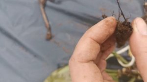 Заказ в интернет - магазине "Мой садовод" в мае 2021г. Выжил один саженец(