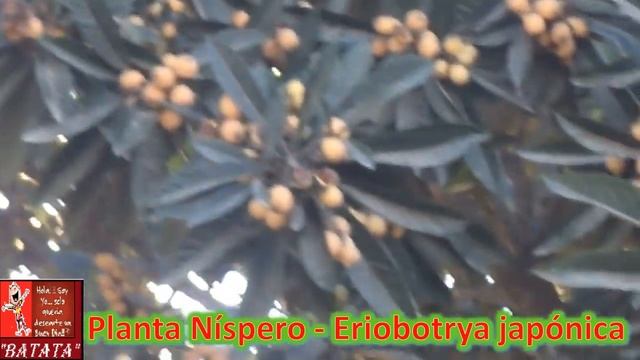 Planta de Fruta Nispero - Mespilus germanica смотреть онлайн