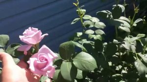 Моя роза Майнцер фастнахт или Блю Мун!?