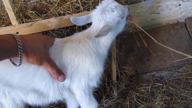 Заболел козленок. Что делать? смотреть онлайн