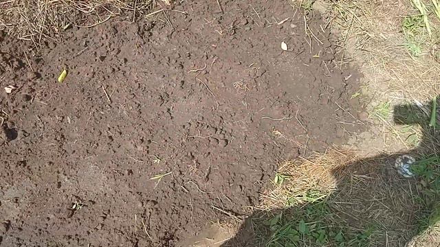 НАС ДОЛГО НЕ БЫЛО. ИНДЮШАТА ПОДРОСЛИ. ВРЕМЯ К ОСЕНИ