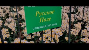 70й Бал хризантем в Никитском Ботаническом саду. 01.11.2023. cinematic
#крым#море#никитскийсад#ялта