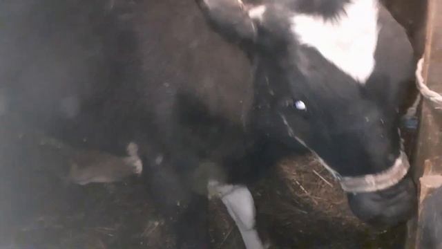 Итоги откорма 6 мес на зерне с первых дней жизни...... смотреть онлайн