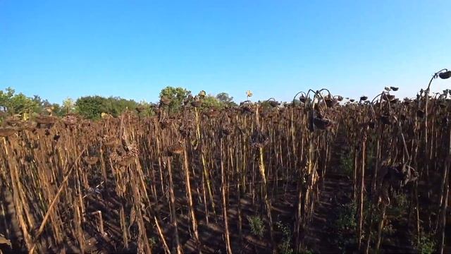 Охота на горлицу. Нереальные попадания. Самая крутая охота. Иж -27. смотреть онлайн