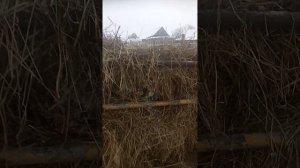 Кормушка для быков.