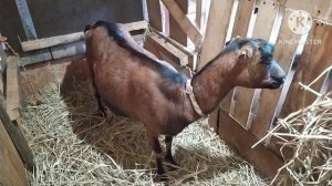 Родили?! Или приснилось... Ох, уж эти ламанчи