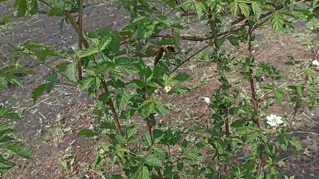 25 мая зацвели самые ранние сорта ежевики смотреть онлайн