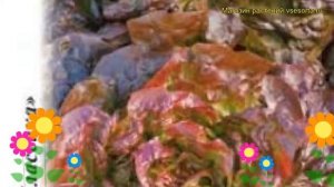 Салат кочанный 4 сезона. Краткий обзор, описание характеристик, где купить семена lactuca sativa