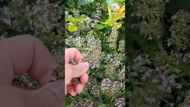 Утро выходного дня загородом 🌞