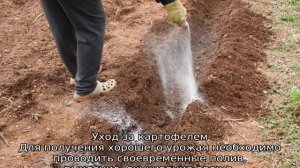 Картофель Ильинский