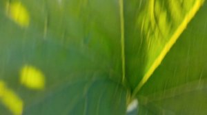 ЗОЛОТАЯ ОСЕНЬ НА УРАЛЕ. 
РАБОТЫ В ОГОРОДЕ.