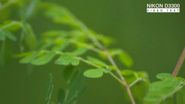 Nikon D3300 Video test 50fps mode смотреть онлайн