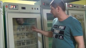 Как инкубировать инкубационное яйцо? Таблица инкубации кур ,бройлеров, индейки, утки, гусей и т д