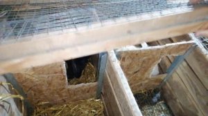 ОТВЕТЫ НА ВОПРОСЫ ПРО КРОЛИКОВОДСТВО