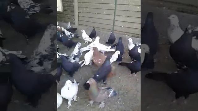 бакинские чили г. Апшеронск Краснодарский край
