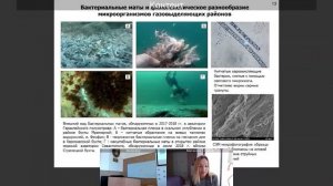 ИнБЮМ Экосистемы 2020 Т.В. Малахова - Изучение локализации холодных сипов, их потоков, химического с