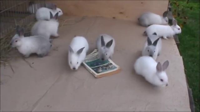 Купить КРОЛИКА и как продать КРОЛИКА смотреть онлайн