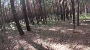 Белый боровой гриб в Караканском бору  Новосибирск август  #белыйриб#боровой#тихаяохота