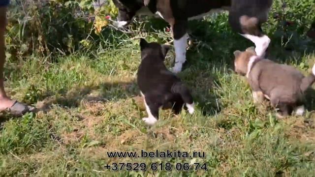 Кенни_Буч_Брида_Барби_американская акита смотреть онлайн