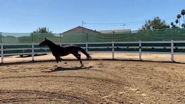 Wellington Duke PF* 3 yr old Hanoverian Gelding смотреть онлайн