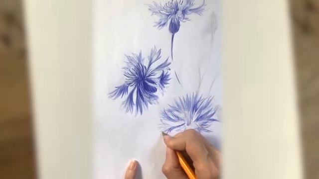 Saturday drawing | Cornflower | Penninking смотреть онлайн