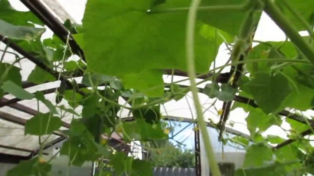 26.07.2020. Тепличный Эликсир для роста растений и защиты их от болезней (часть 5)... смотреть онлайн