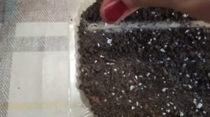 сеем гвоздику шабо