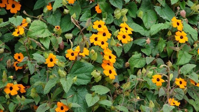 15 Best Indoor Vines & Climbers You Can Grow Easily In Home #vines