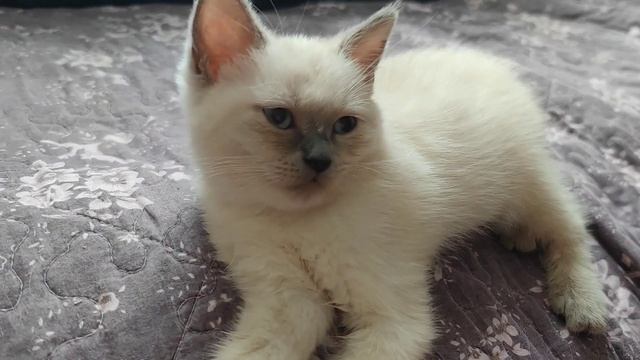 Шотландская прямоухая кошка окраса блю поинт.