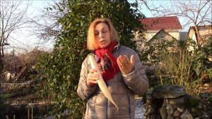 Дайкон что за овощ. Агротехника выращивания.