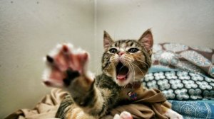 Приколы про животных самые смешные / Приколы с Котами