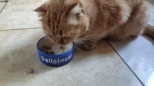 Kitekat с рыбой в соусе китикет Отзывы видео кормления кота и его реакция