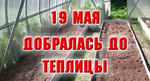 19 мая. Наконец-то дошла до теплицы