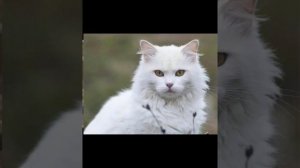 Турецкая Ангарская￼