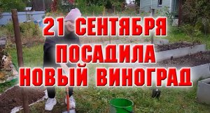 Посадила новый виноград.mp4