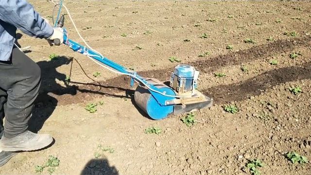 ЛопЛош в работе. Междурядная Культивация картофеля.
