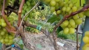 Миланка: яркий мускат и раннее созревание