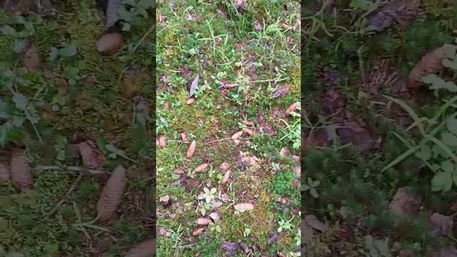 В поисках СЧ 3. смотреть онлайн