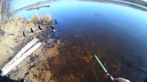 Воблеры Daiwa Morethan Cross Wake 90SSR-F и Megabass X-70 обзор и игра воблеров на озере!