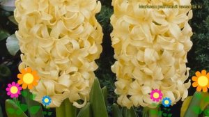 Гиацинт Сити оф Гарлем. Краткий обзор, описание характеристик, где купить луковицы City of Haarlem