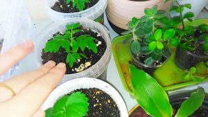 Комнатные цветы ! Обзор растений на лоджии.