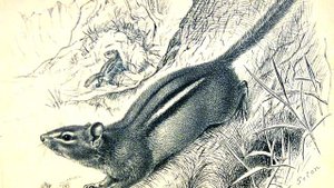 Эрнест Сетон-Томпсон