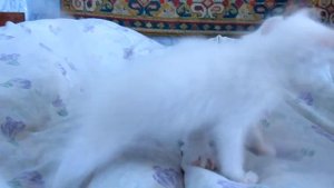 Маленькие белые котята (Small white kittens) котята ангорки