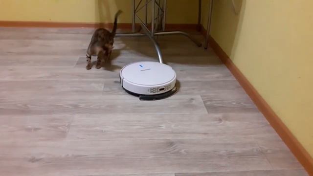 Бенгальская кошка играет с робот-пылесосом смотреть онлайн